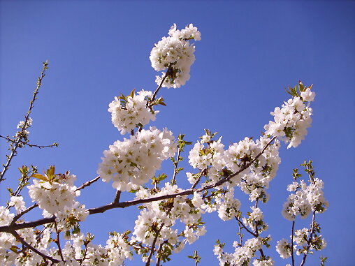 mas flores de cerezos