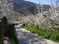 Mas cerezos