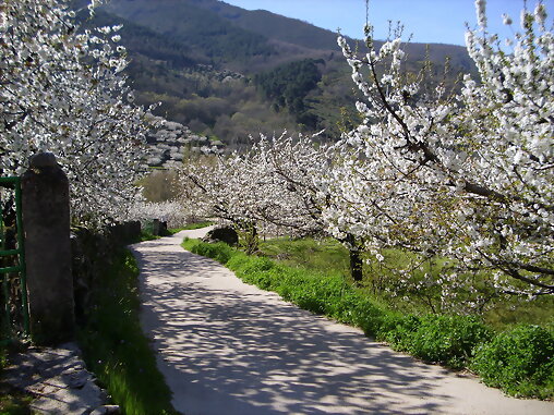 Mas cerezos