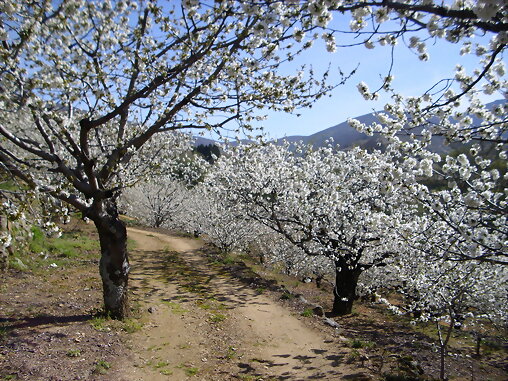 Mas cerezos en flor del valle del Jerte