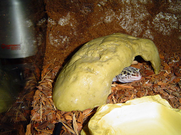 EUBLEPHARIS MACULARIUS