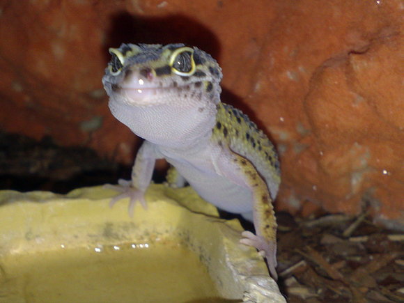 EUBLEPHARIS MACULARIUS