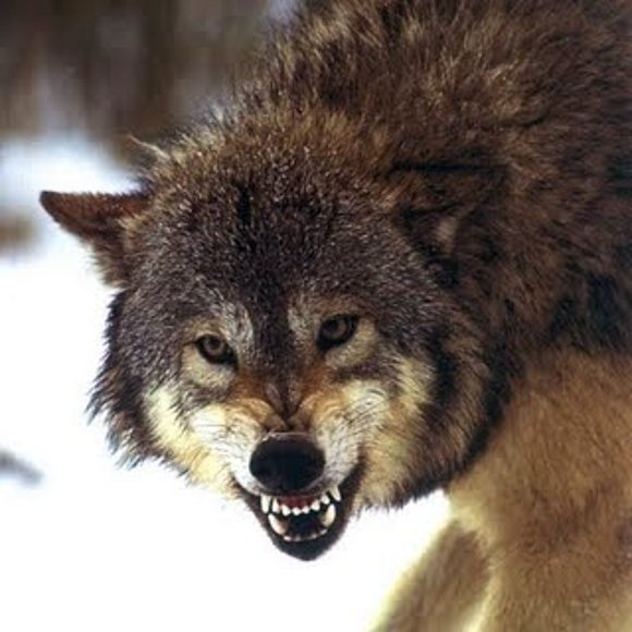 LOBO