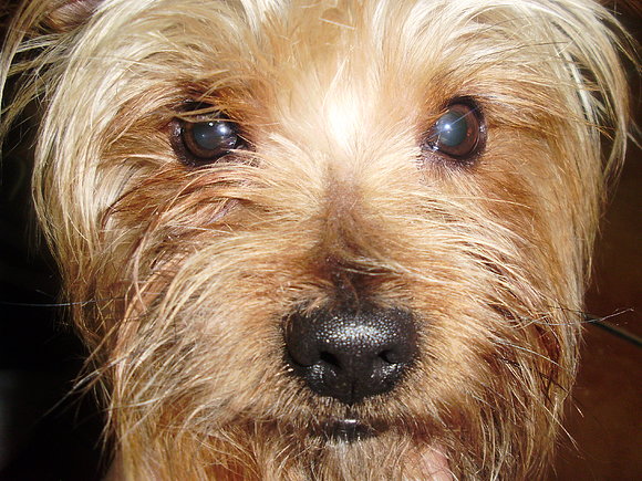 mi perro Goofy(se pronuncia gufi)