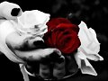 rosas