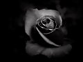 ROSA NEGRA