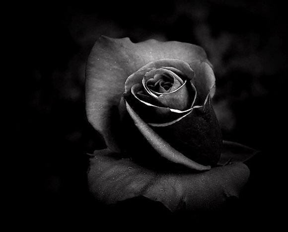 ROSA NEGRA