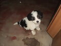 tobyyyyyyyyyyyy mi perrito nuevo