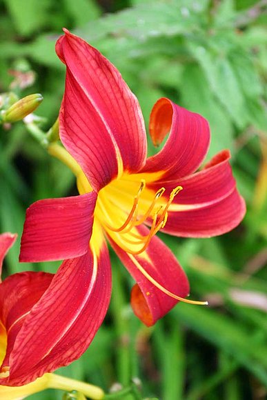 una flor