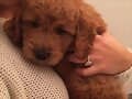 Claire Holt con su nuevo perrito Henry