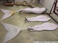 Los trajes de las colas de sirenas