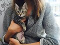 Phoebe Tonkin apoyando a adoptar gatitos