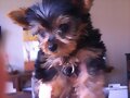 El perro de Phoebe Tonkin