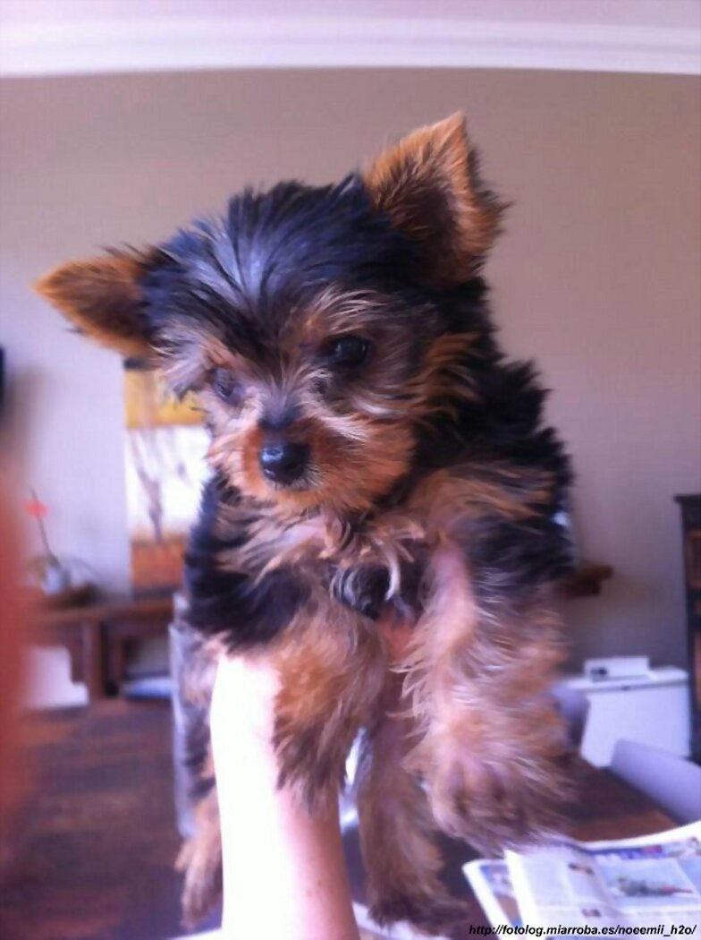 El perro de Phoebe Tonkin