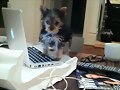 El perro de Phoebe Tonkin