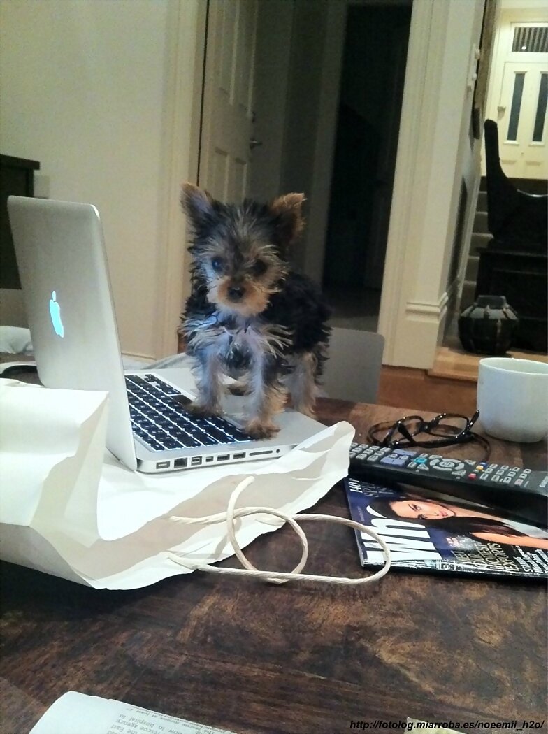 El perro de Phoebe Tonkin