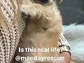 Claire Holt en su sitio de rescate de animales