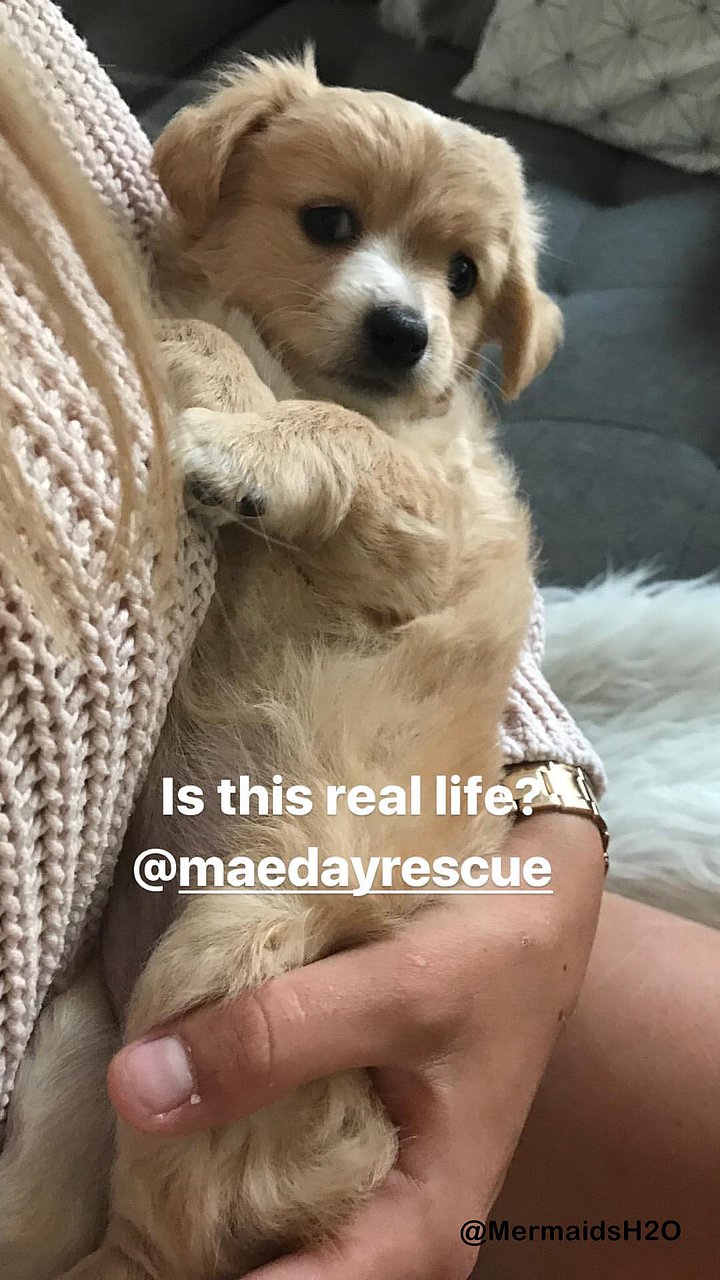 Claire Holt en su sitio de rescate de animales