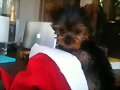 El perro de Phoebe en navidad