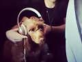 Luke Mitchell con su perrito Alfie