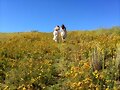 Phoebe Tonkin BTS photoshoot Vogue Australia 2015