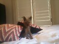 El perro de Abby Tonkin (hermana de Phoebe)