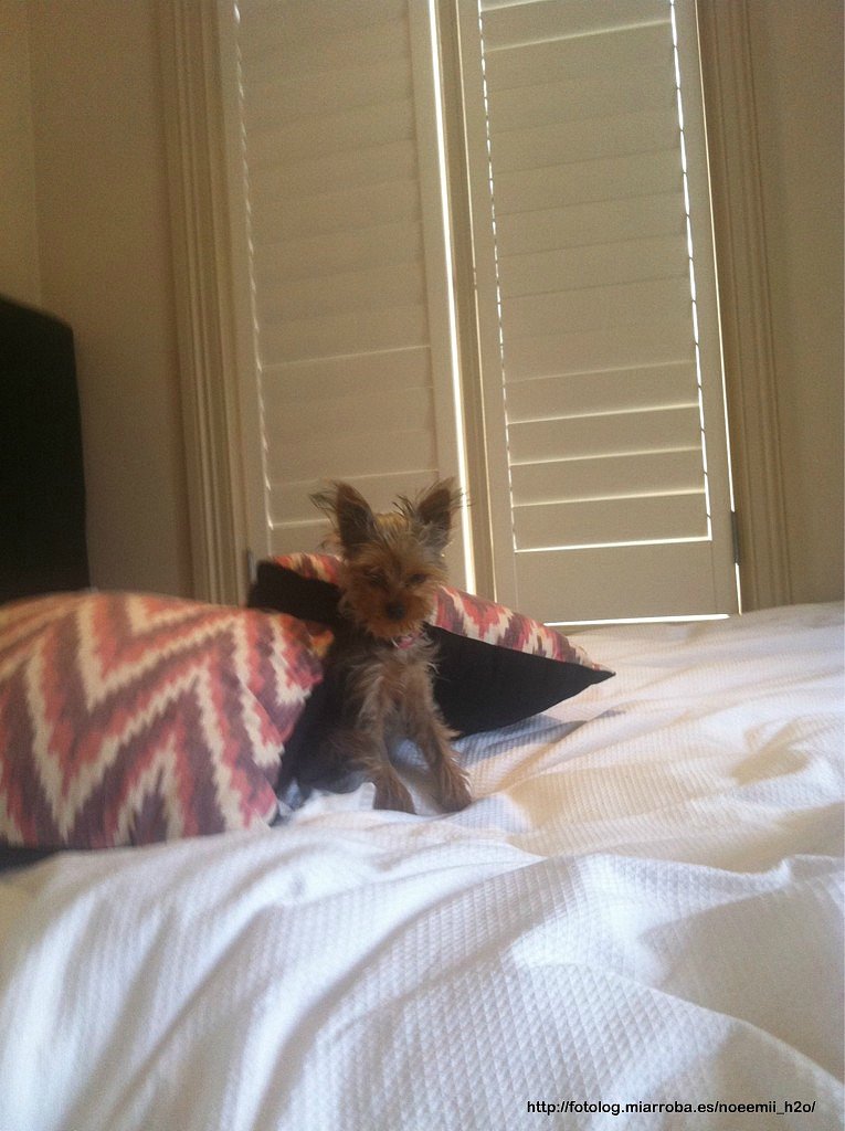 El perro de Abby Tonkin (hermana de Phoebe)