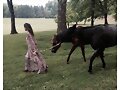 Phoebe Tonkin BTS photoshoot Free People 2015