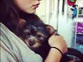 Phoebe Tonkin con su perrito