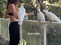 Phoebe Tonkin en Australia | December 2021