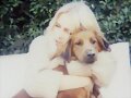 Claire Holt con su perro Teddy
