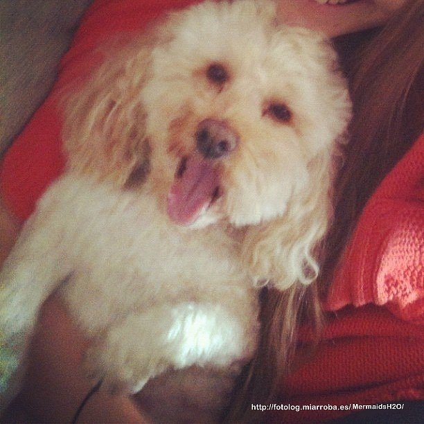 El perro de Cleo Massey