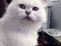 El gato de Rita en Mako Mermaids: Poseidon