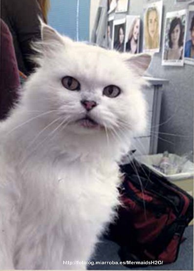 El gato de Rita en Mako Mermaids: Poseidon