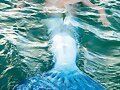 Zac de Mako Mermaids