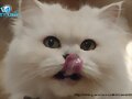 El gato de Rita en Mako Mermaids: Poseidon