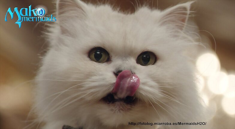 El gato de Rita en Mako Mermaids: Poseidon