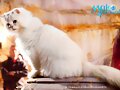 El gato de Rita en Mako Mermaids: Poseidon