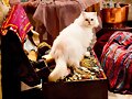 El gato de Rita en Mako Mermaids: Poseidon