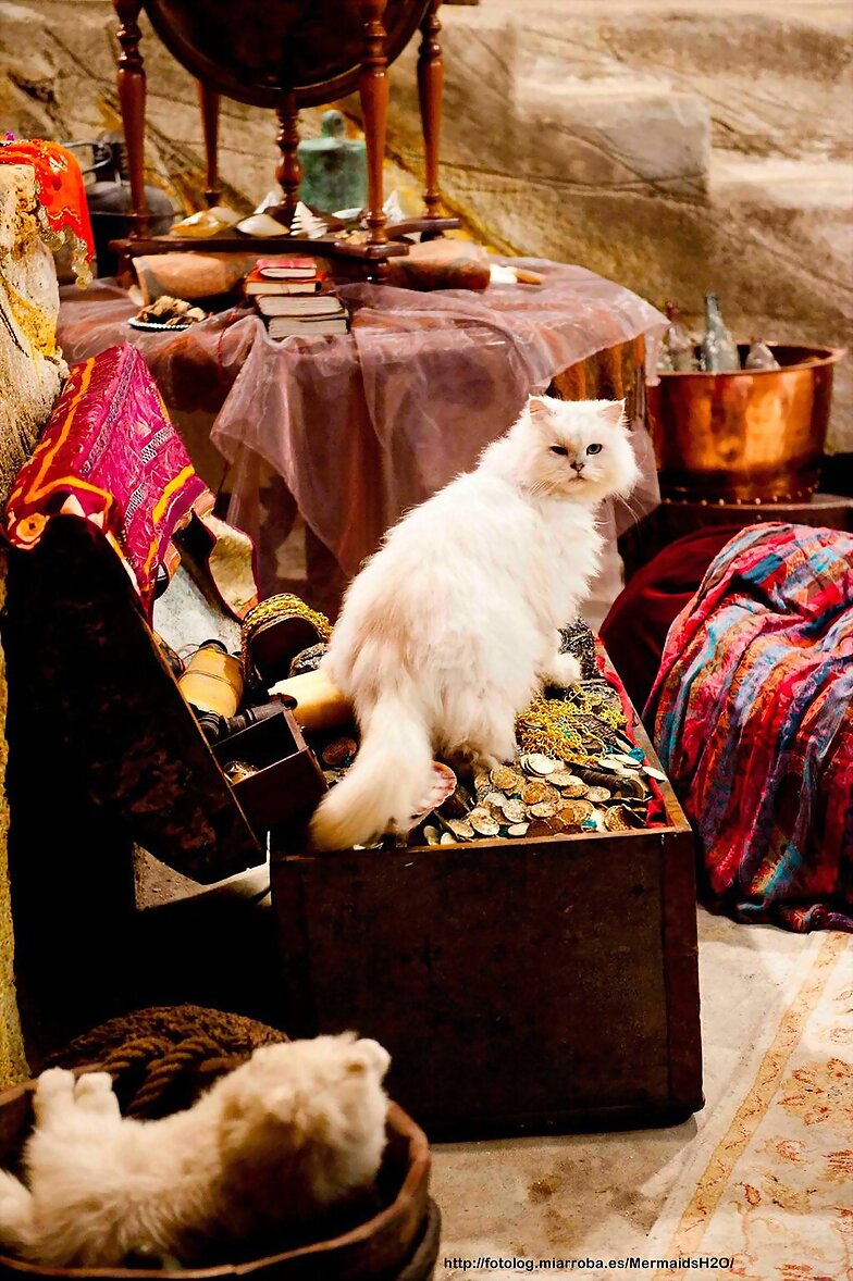 El gato de Rita en Mako Mermaids: Poseidon