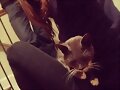 Phoebe Tonkin con su Gato y de novio Paul Wesley