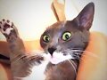 Phoebe Tonkin con su Gato y de su novio Paul