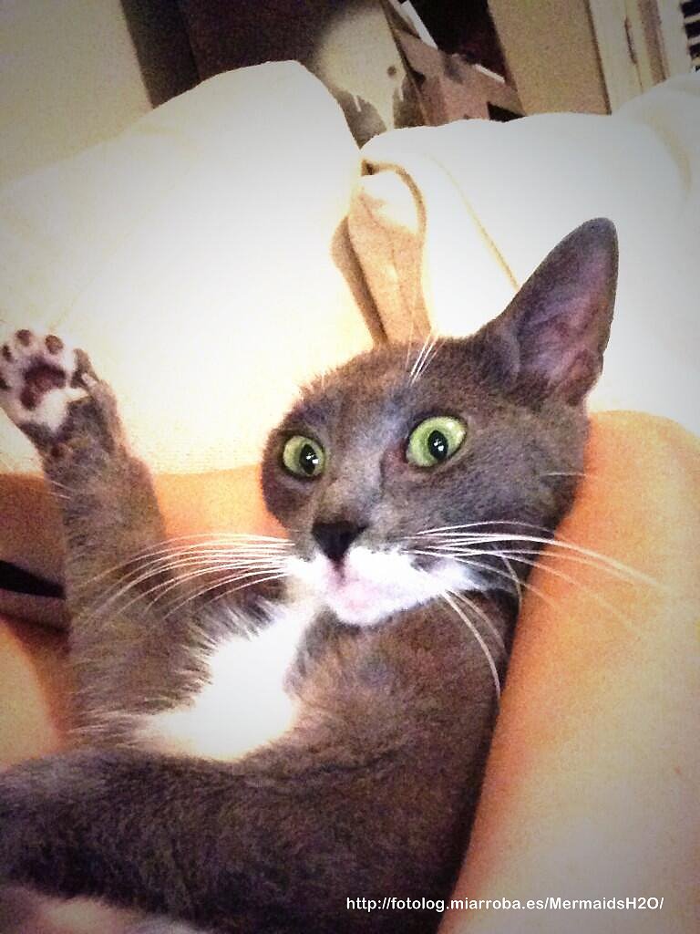 Phoebe Tonkin con su Gato y de su novio Paul