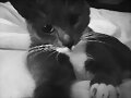 Phoebe Tonkin con su Gato y de su novio Paul