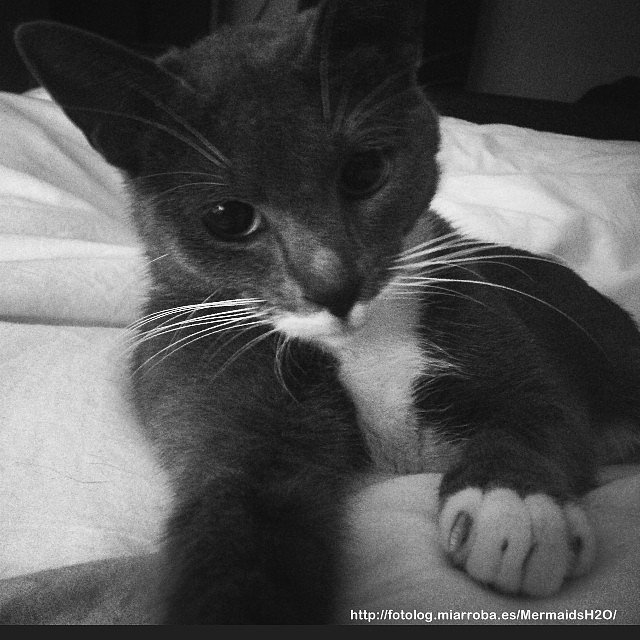 Phoebe Tonkin con su Gato y de su novio Paul