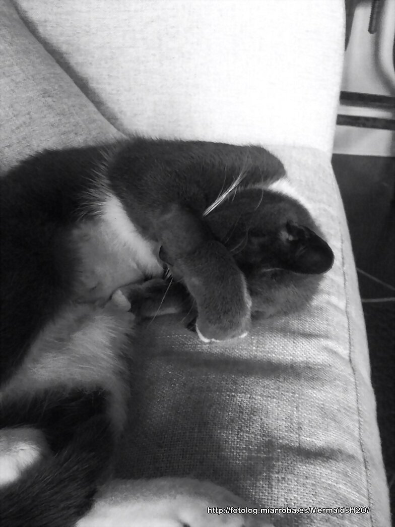 Phoebe Tonkin con su Gato y de su novio Paul