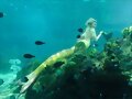 Bella Hartley nadando por el mar