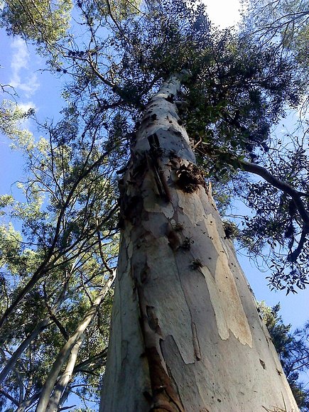 Arbol en Tzintzuntzan, Michoacan / Foto de QUC