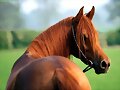 caballo arabe alazan