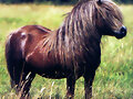 Pony Shetland